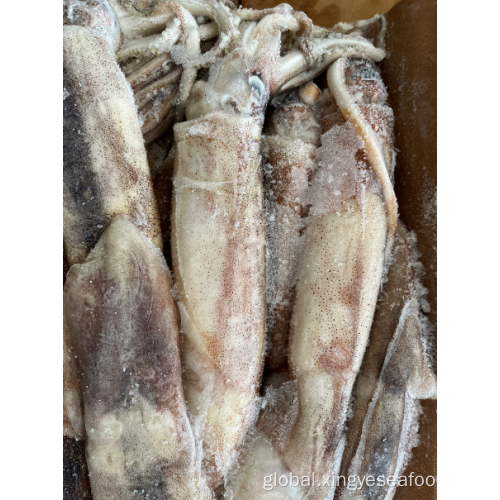China Frozen Illex Argentinus Whole Round Squid 300-400g Factory